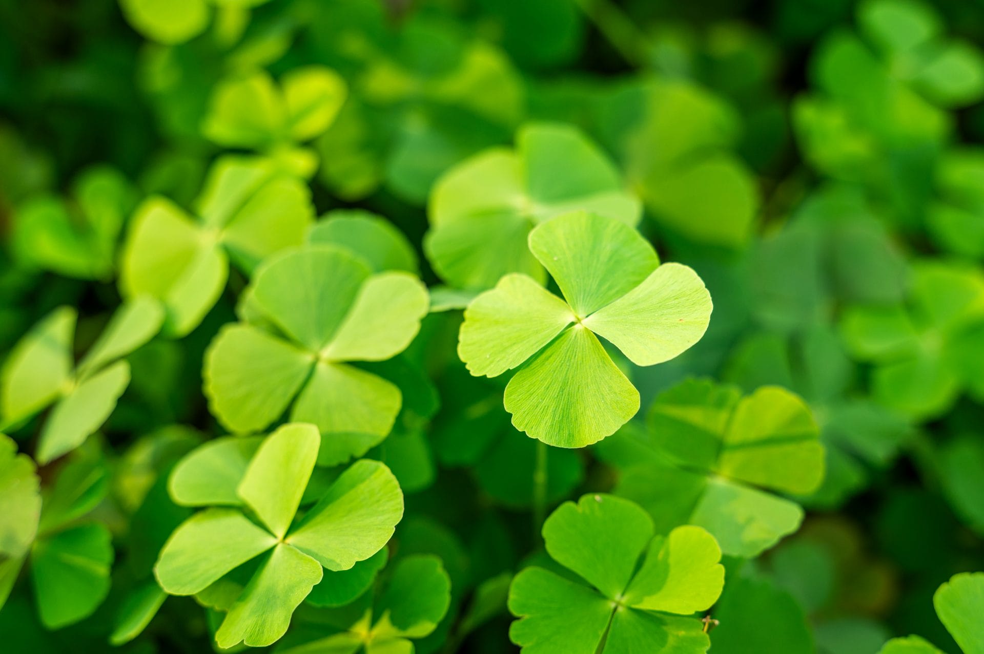 fresh-organic-herbal-four-leaf-clovers-in-daylight-2026-01-07-00-08-03-utc
