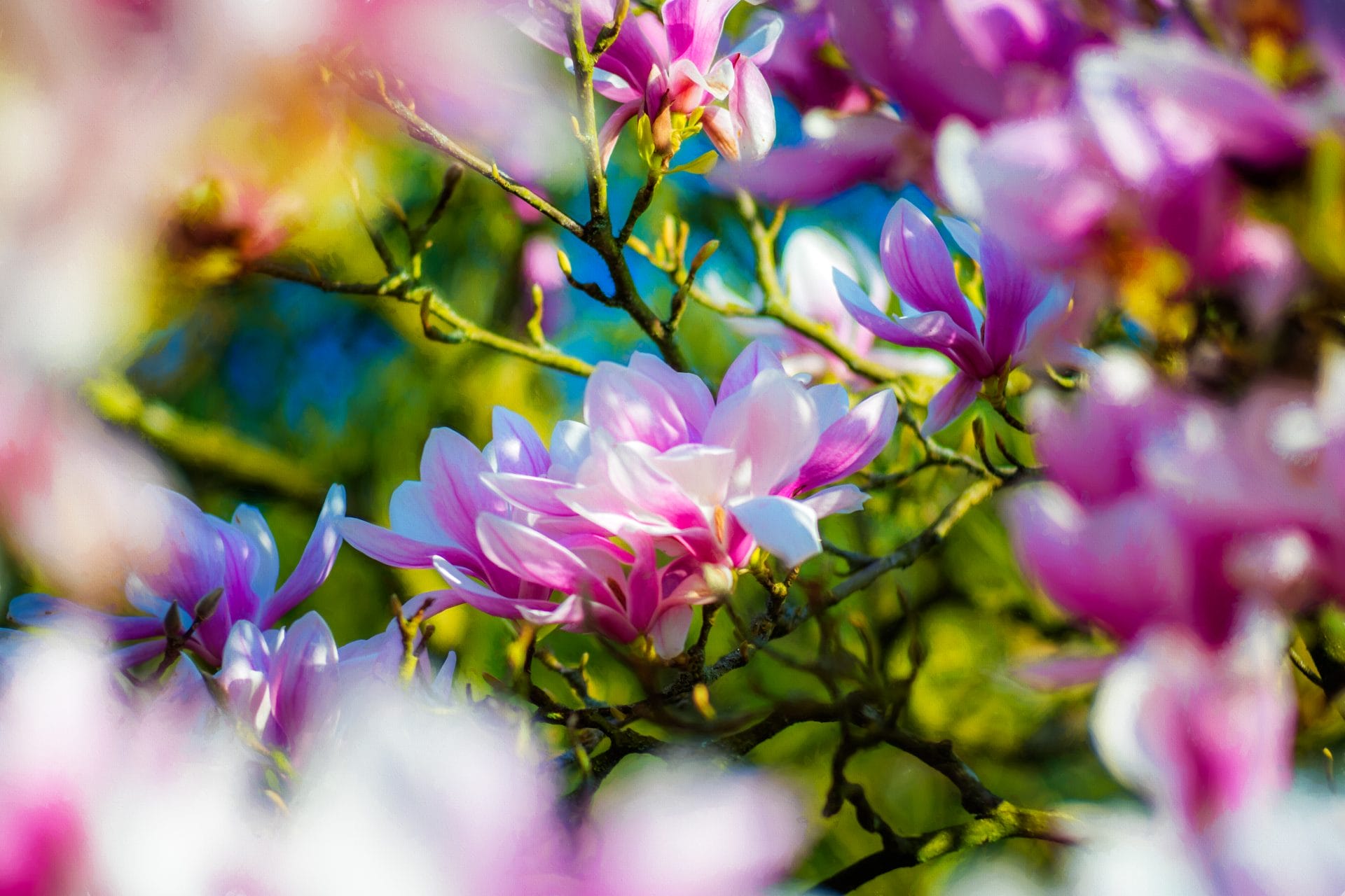 Close-up of vibrant pink and white magnolia blossoms in bloom with soft sunlight and a colorful natural background.